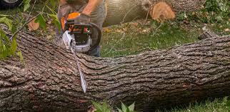 Best Tree Preservation Services  in East Niles, CA